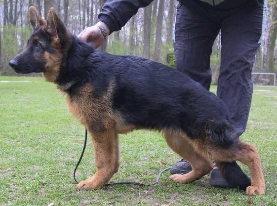 Isaac - Berger Allemand Mâle (10 mois)