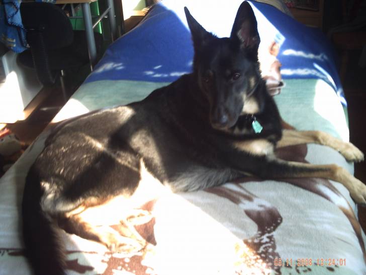 Kelly - Berger Allemand (5 ans)