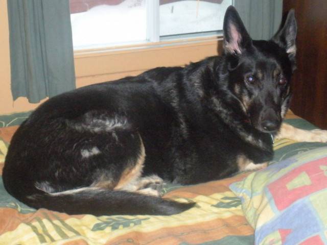 Kelly - Berger Allemand (5 ans)