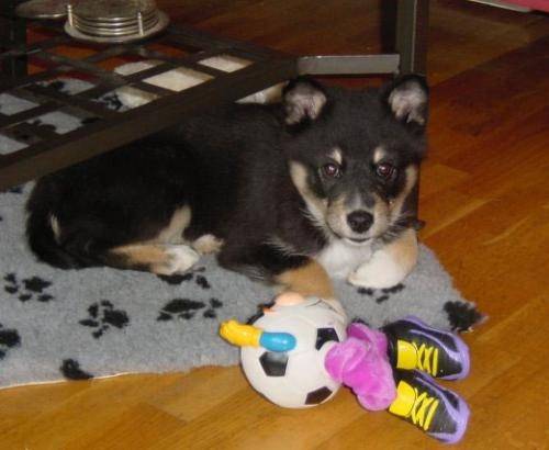 rocky - Berger Allemand Mâle (10 mois)