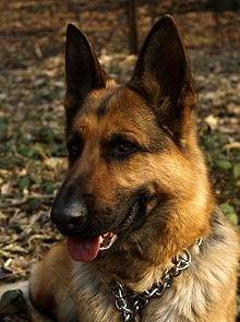 Rex - Berger Allemand Mâle (3 ans)