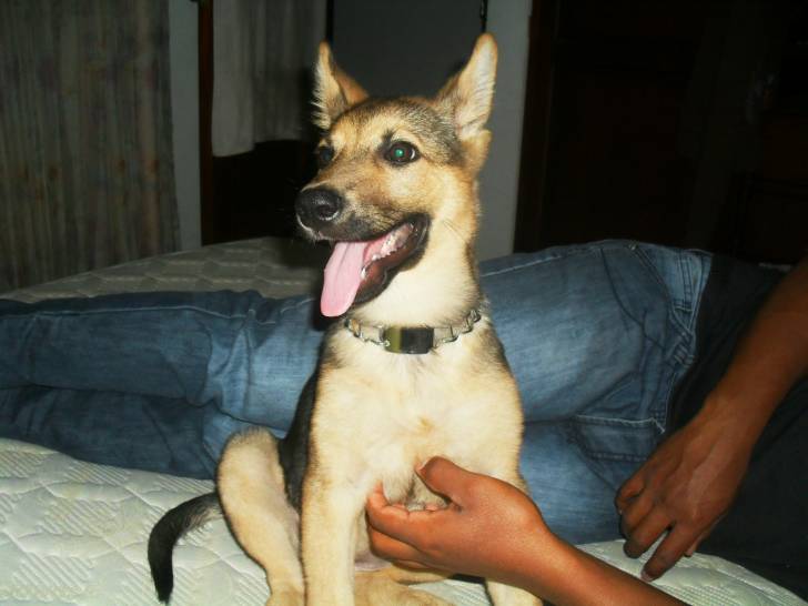 kenna - Berger Allemand (4 mois)