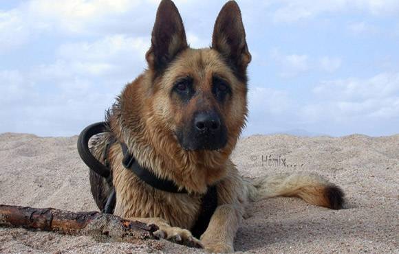 Léo - Berger Allemand Mâle (2 ans)