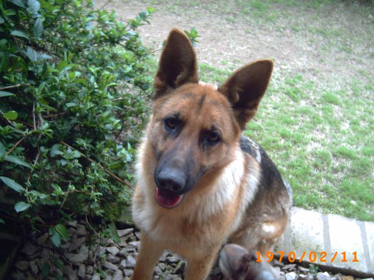 Sasha - Berger Allemand