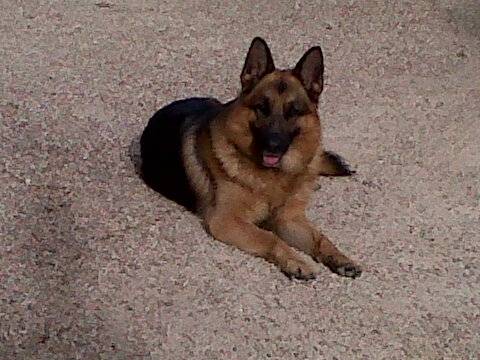 dreck - Berger Allemand Mâle (4 ans)