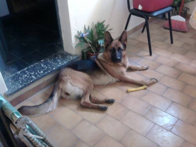 Ruana - Berger Allemand (4 ans)