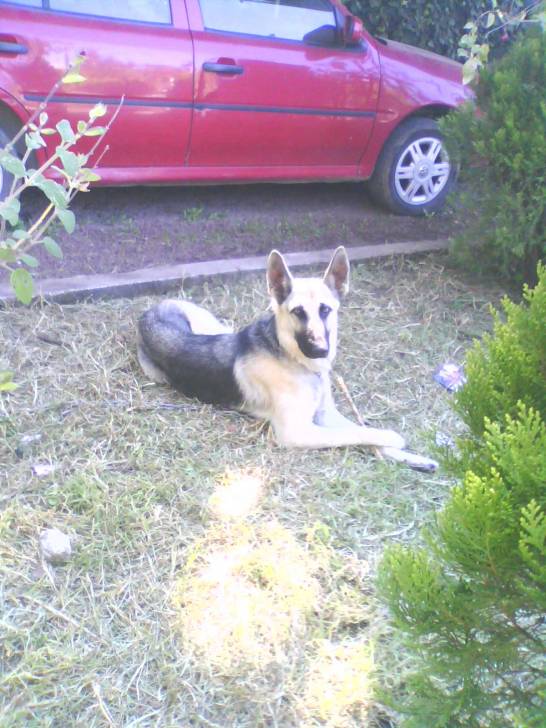 Taffy - Berger Allemand (2 ans)