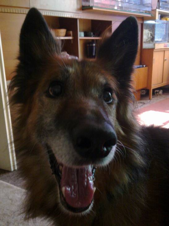 Rambo - Berger Allemand Mâle (13 ans)