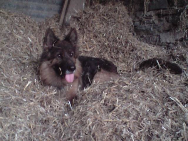Brita - Berger Allemand (6 ans)