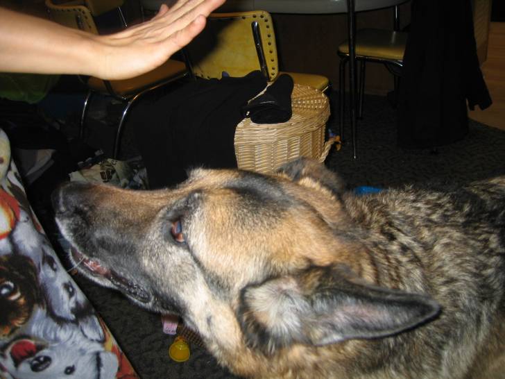 Jake - Berger Allemand Mâle (10 ans)
