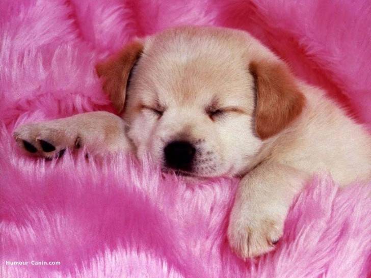 fatima - Berger Allemand (3 mois)