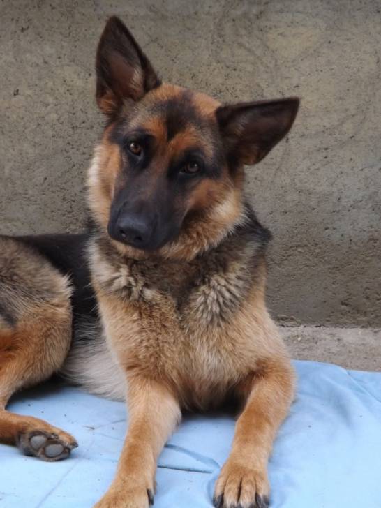 Gaara - Berger Allemand (1 an)