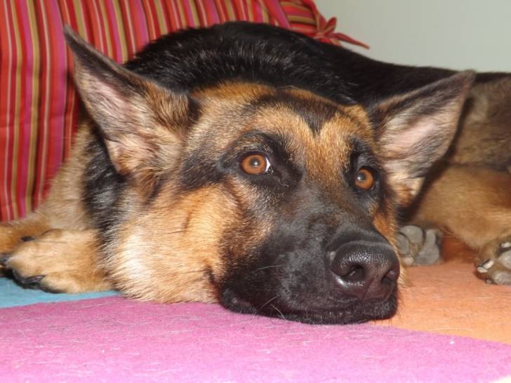 Gaara - Berger Allemand (1 an)