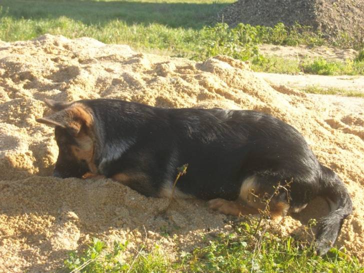 Gaara - Berger Allemand (1 an)