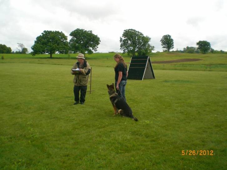 Odi - Berger Allemand Mâle (2 ans)