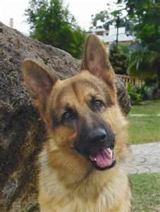 rocki - Berger Allemand Mâle (1 an)
