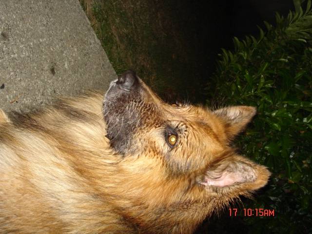 ORPALE - Berger Allemand Mâle (11 ans)