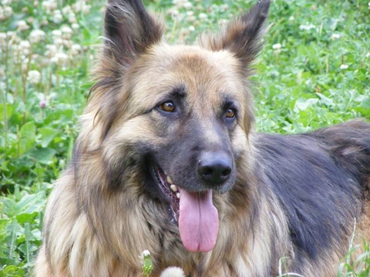 Maya - Berger Allemand