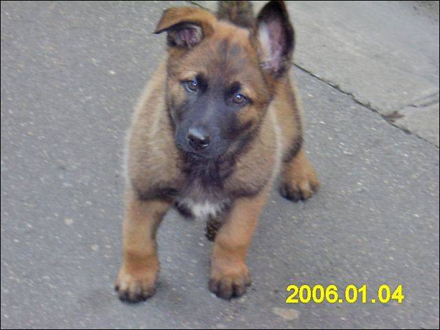 Rex - Berger Allemand Mâle (5 mois)
