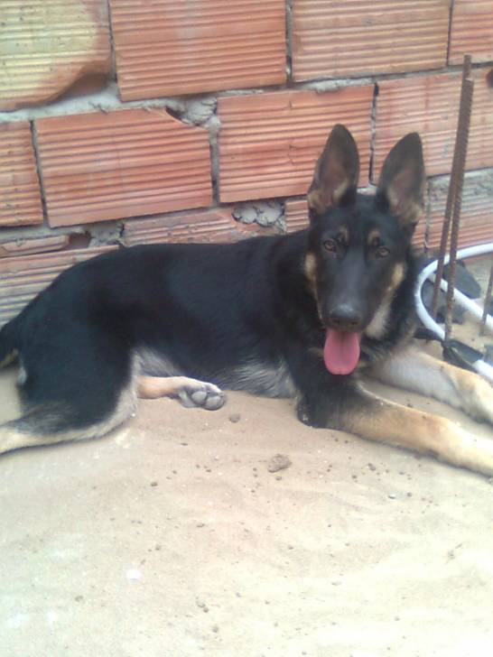 Black - Berger Allemand Mâle (6 mois)