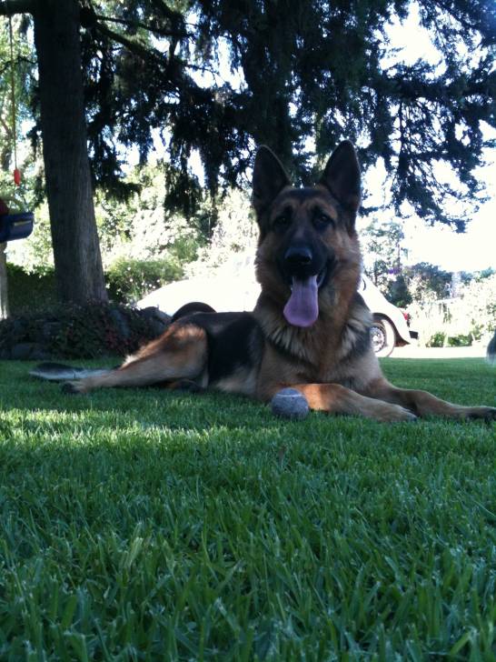 Jack - Berger Allemand Mâle (11 mois)