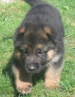 rex - Berger Allemand Mâle (5 mois)