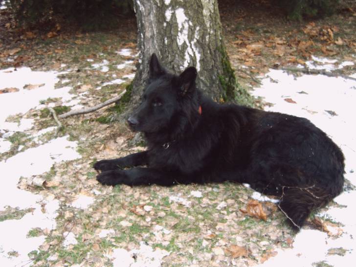 REX - Berger Allemand Mâle (8 ans)