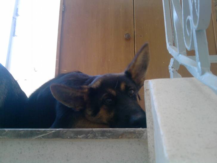 dallas - Berger Allemand Mâle (6 mois)