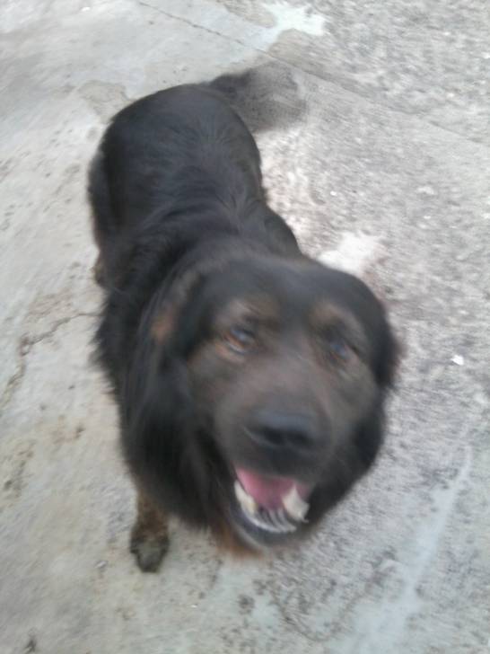 cocu hace 5 meses - Berger Allemand Mâle (5 ans)