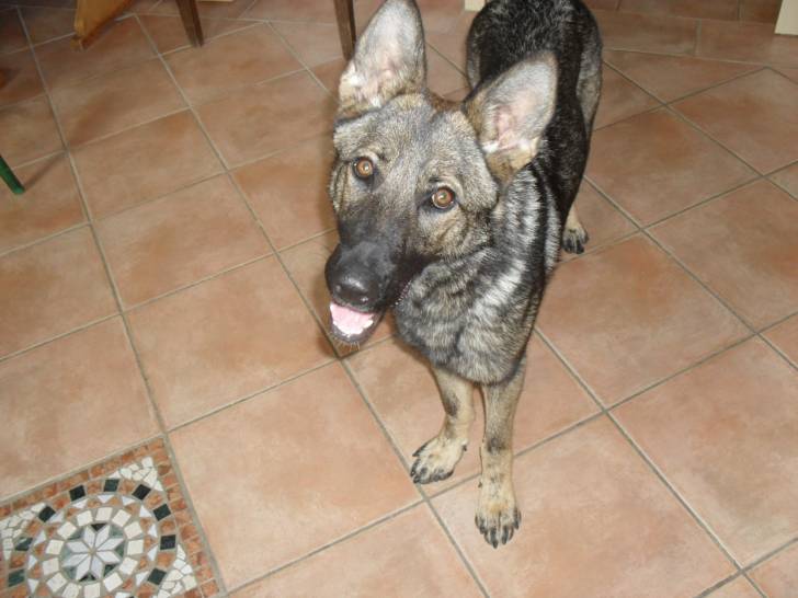 Nicki - Berger Allemand (1 an)