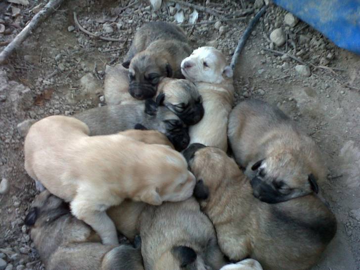 cachorrilos - Berger Allemand Mâle (2 mois)