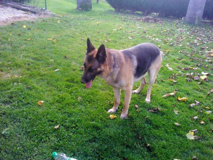 sultant - Berger Allemand Mâle (5 ans)