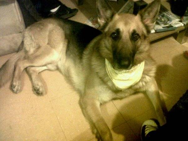 Rocky, my baby. - Berger Allemand Mâle (4 ans)