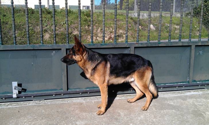 Dyango - Berger Allemand Mâle (2 ans)