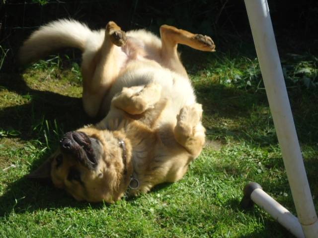 jack - Berger Allemand Mâle (5 ans)