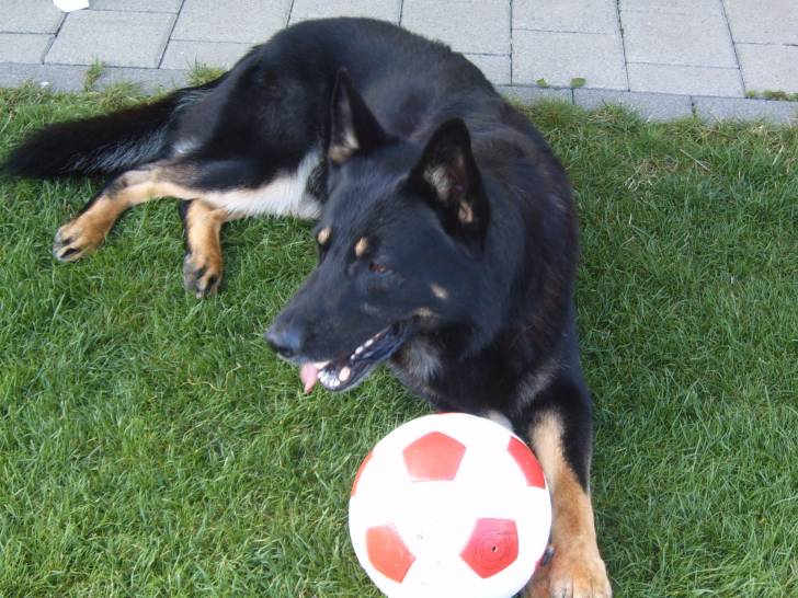 Rambo - Berger Allemand Mâle (8 ans)