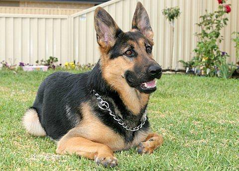 Raiden - Berger Allemand Mâle (8 ans)