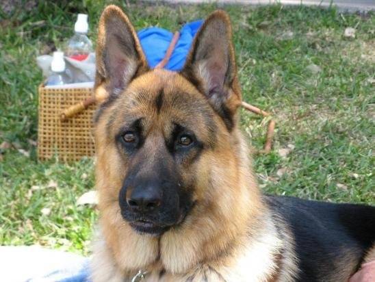 Tommy - Berger Allemand Mâle (7 ans)