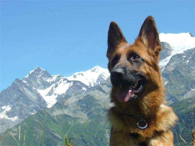 douna - Berger Allemand (1 an)