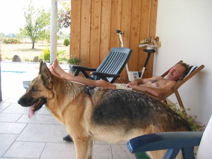 Perle - Berger Allemand (10 ans)