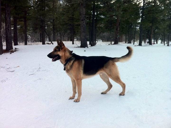 Zeus - Berger Allemand Mâle (1 an)