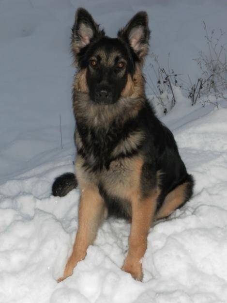 corona - Berger Allemand (2 ans)