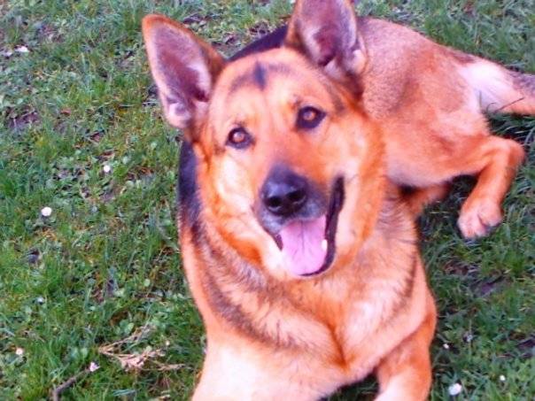 malica - Berger Allemand (4 ans)