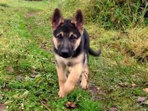 Haily - Berger Allemand (2 mois)