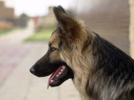 rex - Berger Allemand Mâle (2 ans)