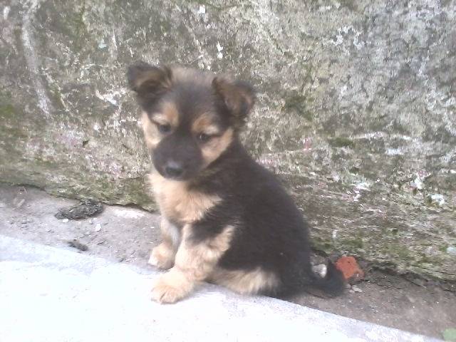 roko - Berger Allemand Mâle (2 mois)