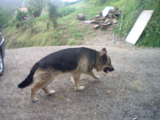 Kimi - Berger Allemand Mâle (4 ans)