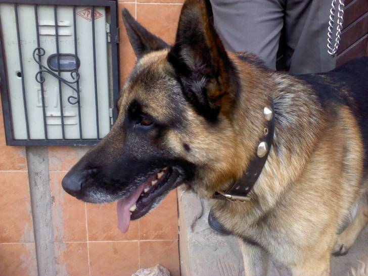 tron - Berger Allemand Mâle (7 ans)