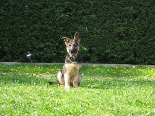 Murphy - Berger Allemand Mâle (3 ans)