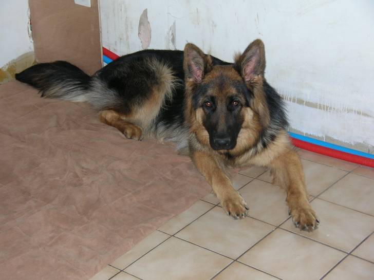 dune - Berger Allemand (2 ans)